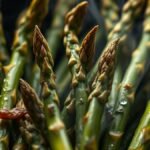 Why is my air fryer frozen asparagus soggy and how to fix it? recipe hero presentation - Close up photorealistic food photography of crispy green asparagus spears in an air fryer basket, st
